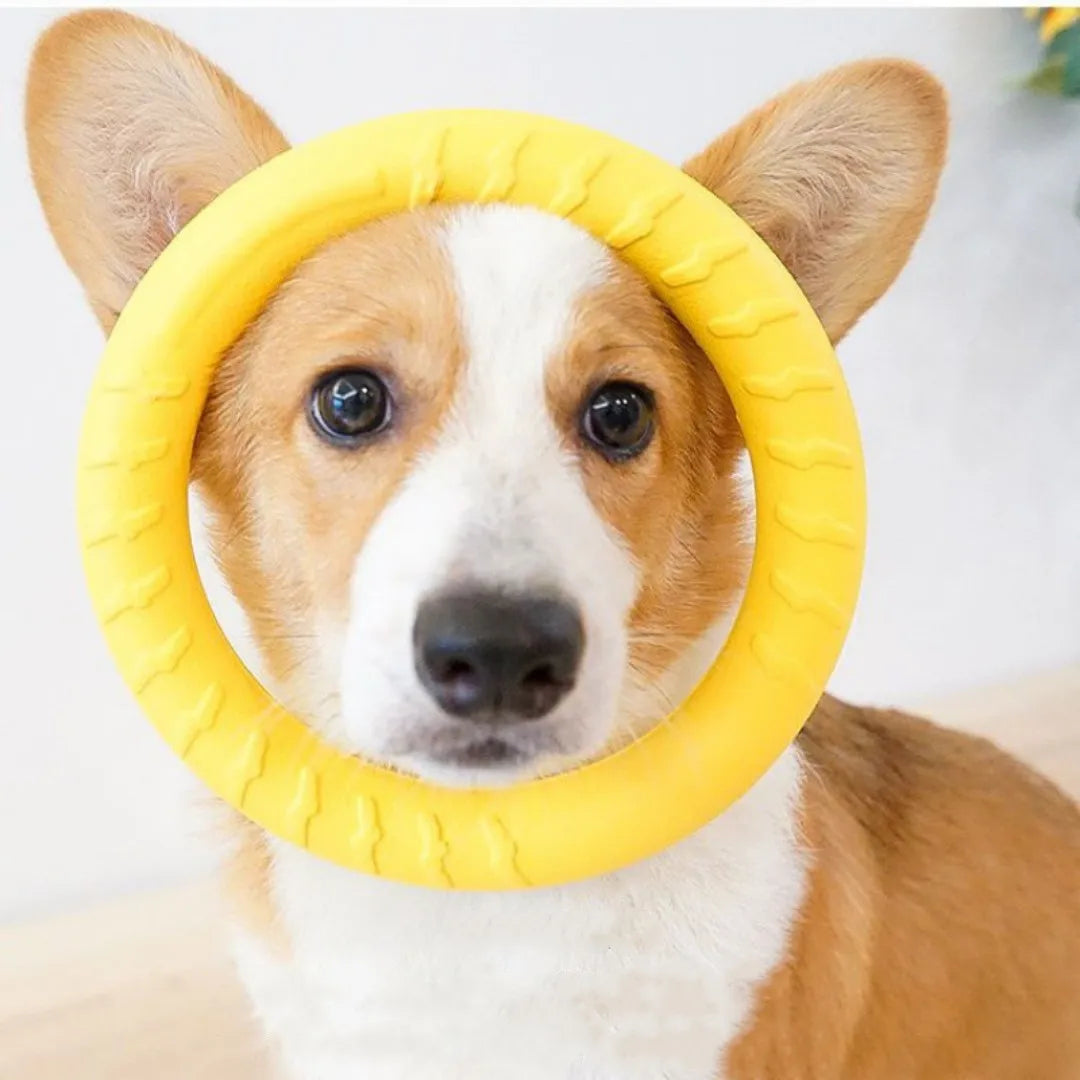 Dog Ring Toy