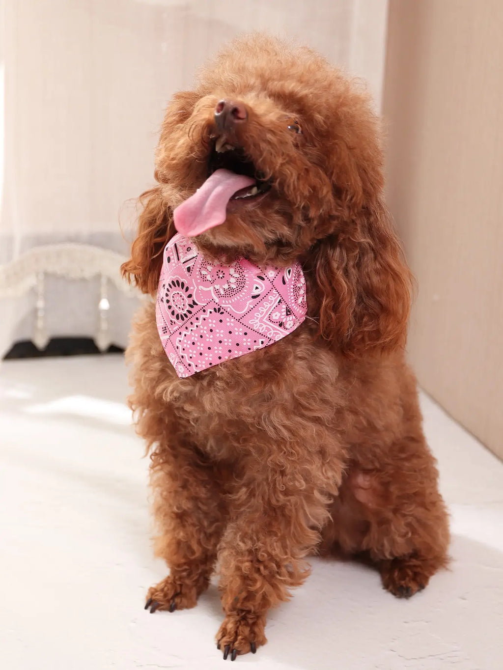 Dog Scarf, photo 3