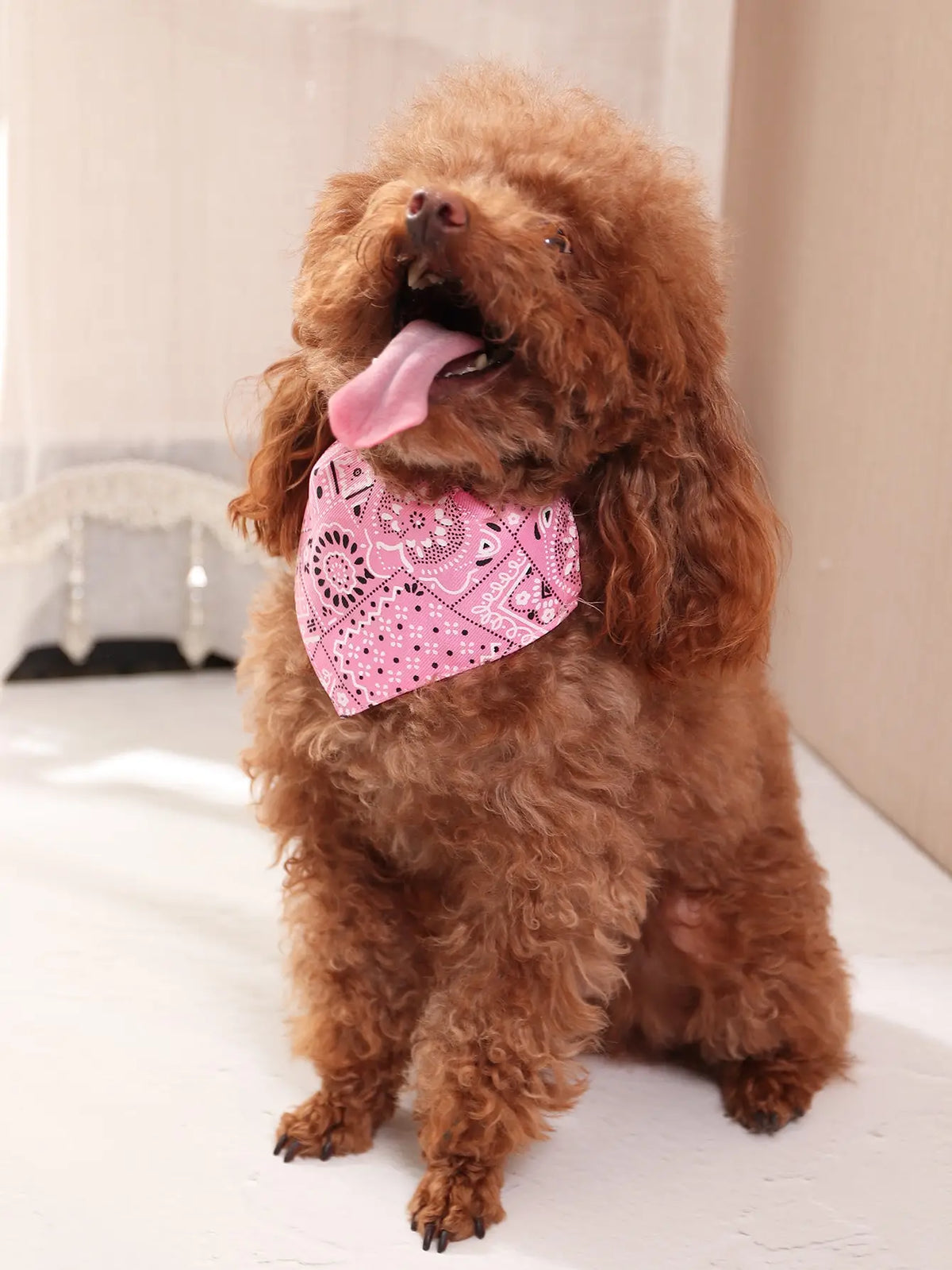 Dog Scarf, photo 3