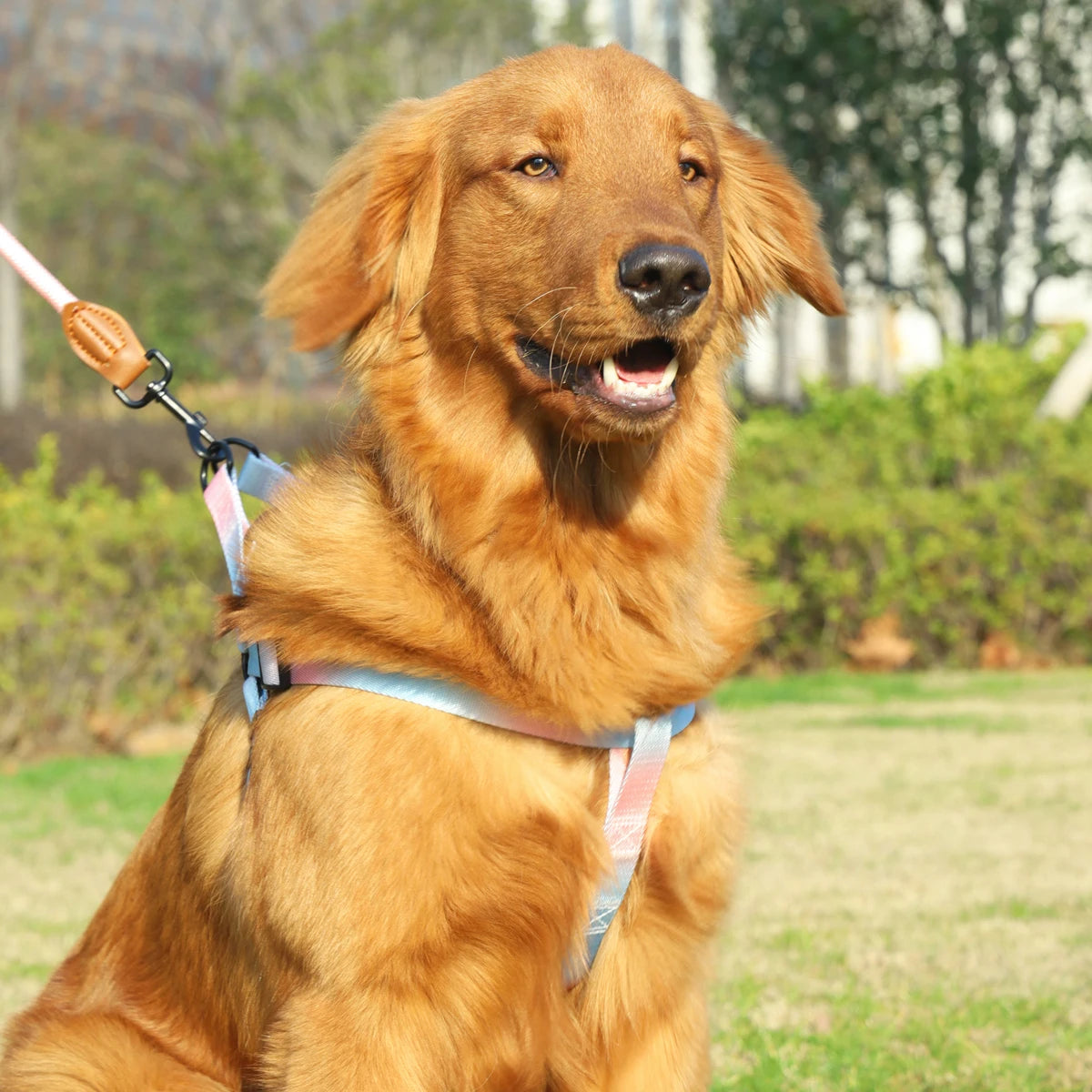Cute Dog Harness And Leash
