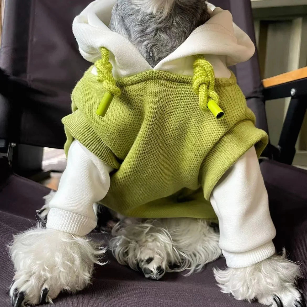 Dog Hoodie