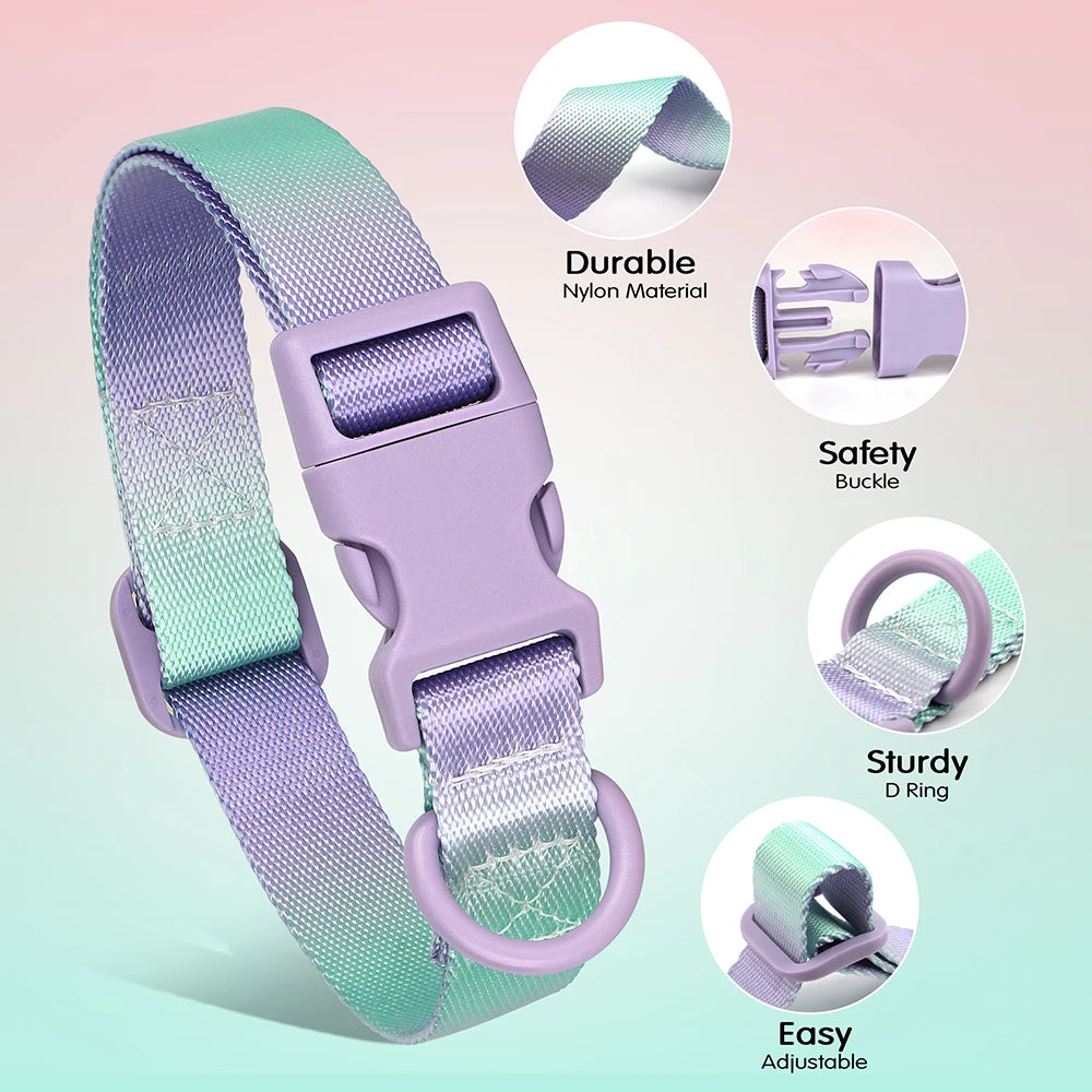 Cute Dog Collar in Purple