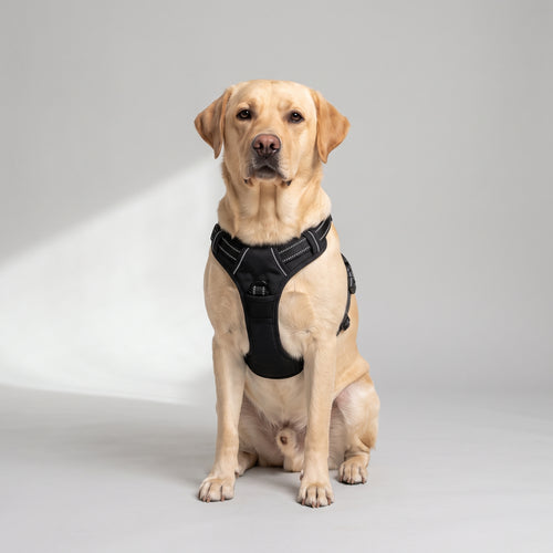 Adjustable Dog Harness for Everyday Walks with a Labrador, studio photo