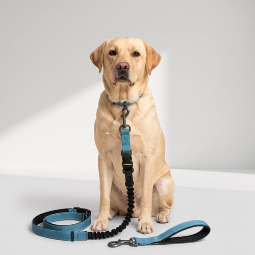 Adjustable Dog Leash with a Labrador, studio photo