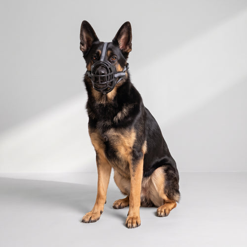 Adjustable Dog Muzzle with a German Shepherd, studio photo