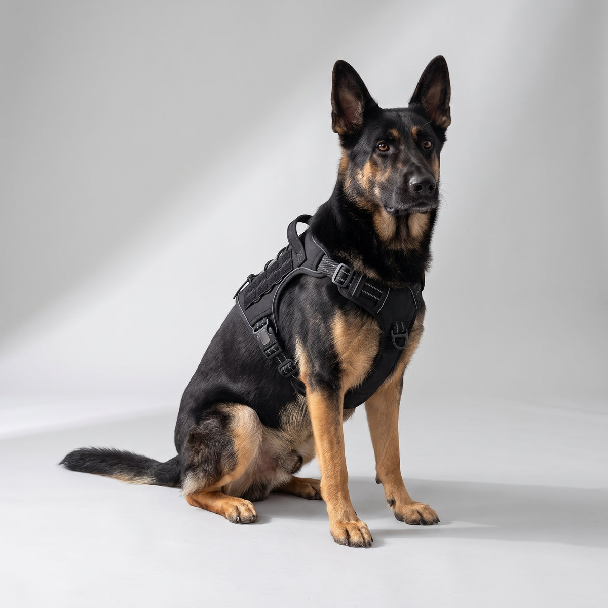 Adjustable Tactical Dog Harness with a German Shepherd, studio photo