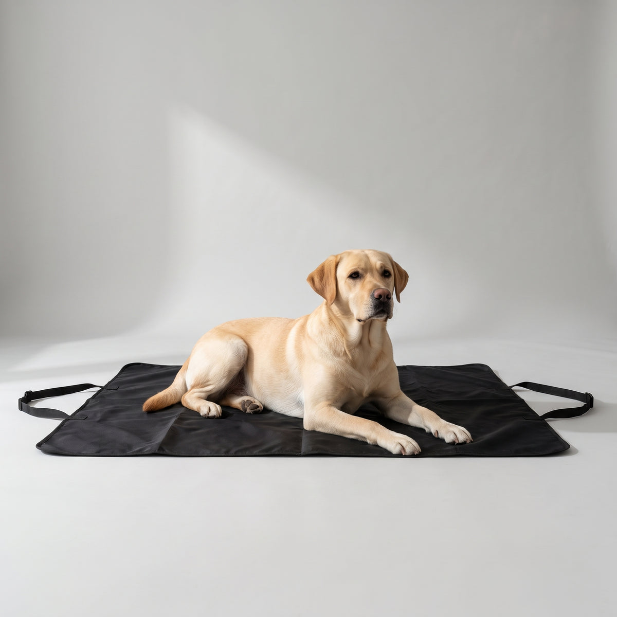 Back Seat Car Cover for Dogs with a Labrador, studio photo