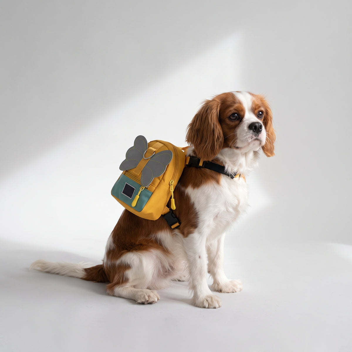 Backpack For Dog Supplies with a Cavalier King Charles, studio photo