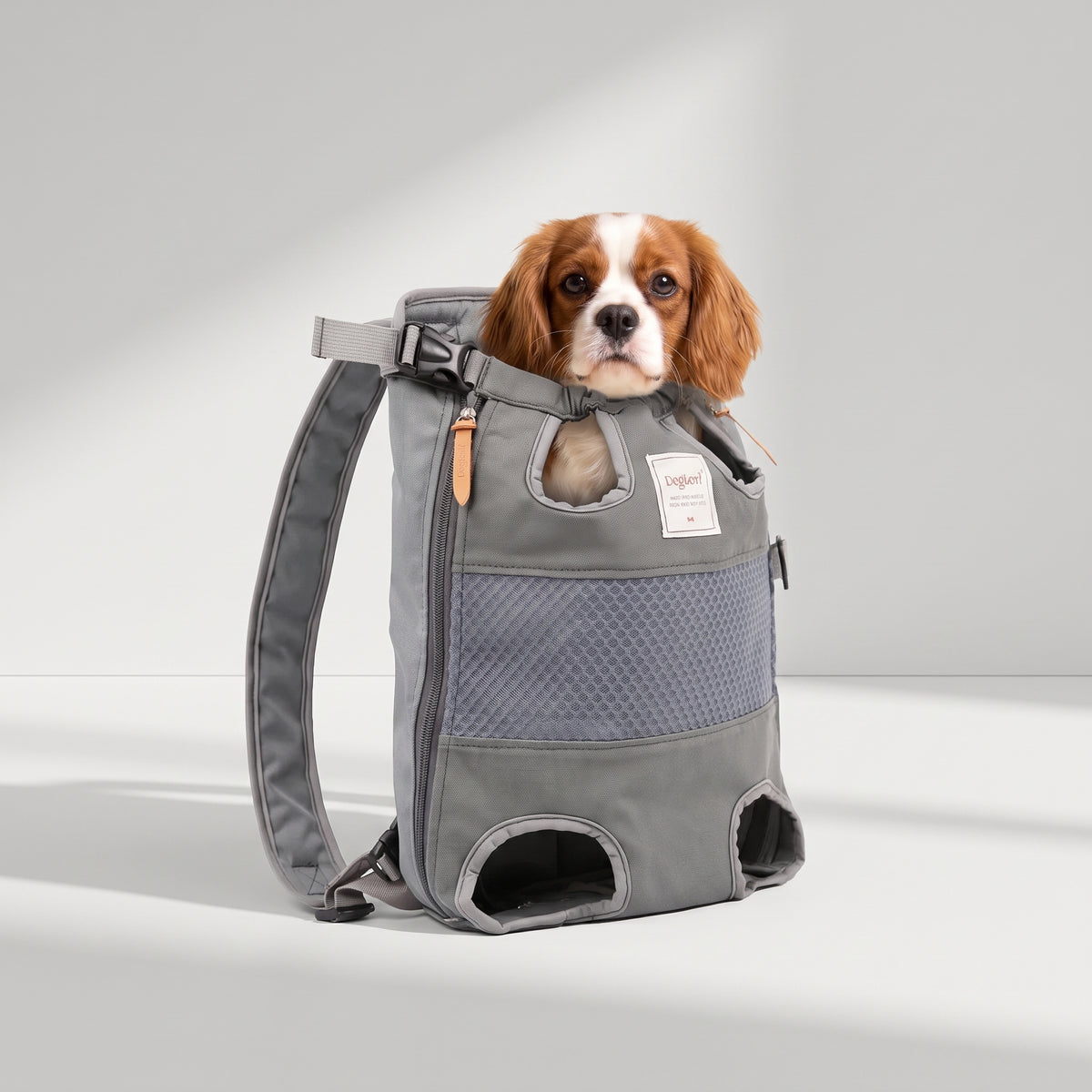 Backpack To Carry Dog with a Cavalier King Charles, studio photo