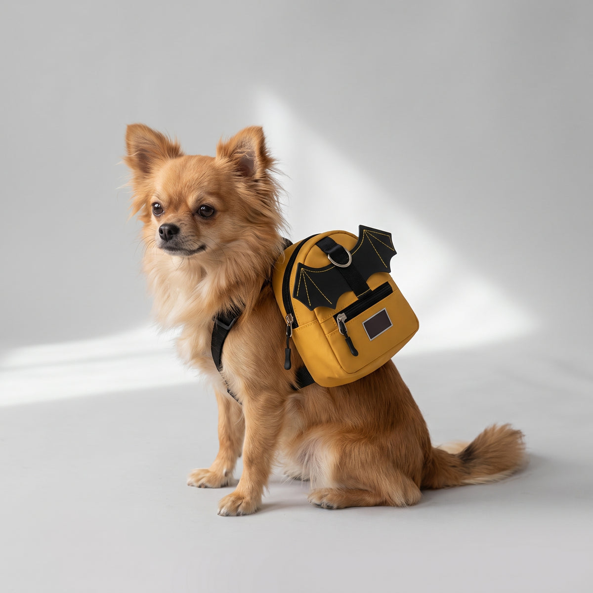 Backpacks For Dogs with a chihuahua, studio photo