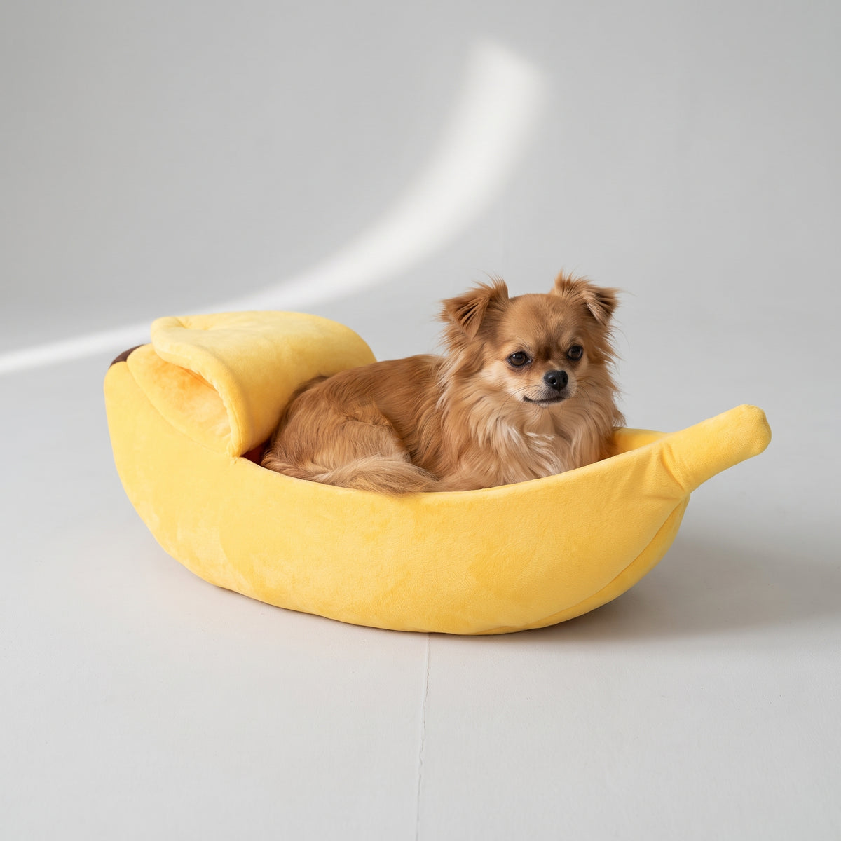 Banana Dog Bed with a chihuahua, studio photo