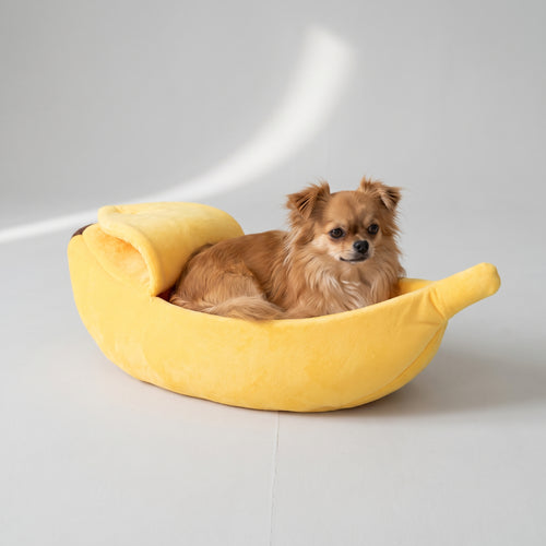 Banana Dog Bed with a chihuahua, studio photo