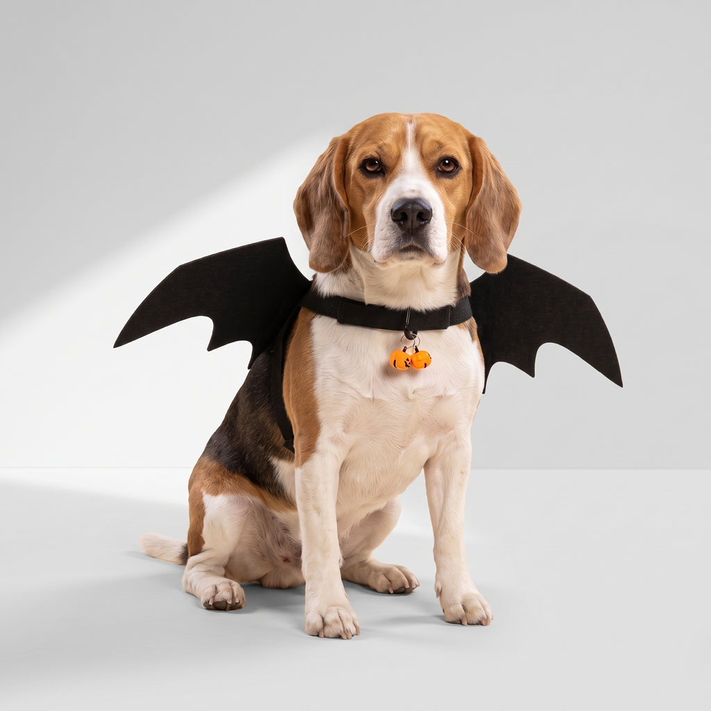 Bat Wings Dog Costume with a beagle, studio photo