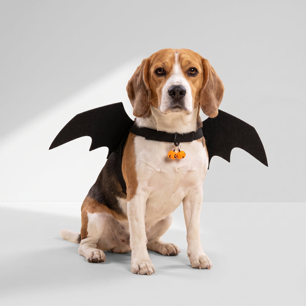 Bat Wings Dog Costume with a beagle, studio photo