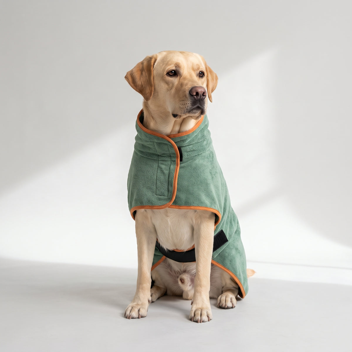 Bathrobe For Dogs with a Labrador, studio photo