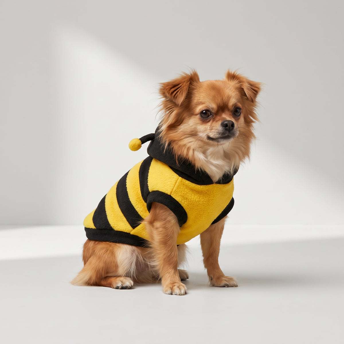 Bee Costume For Dog with a chihuahua, studio photo