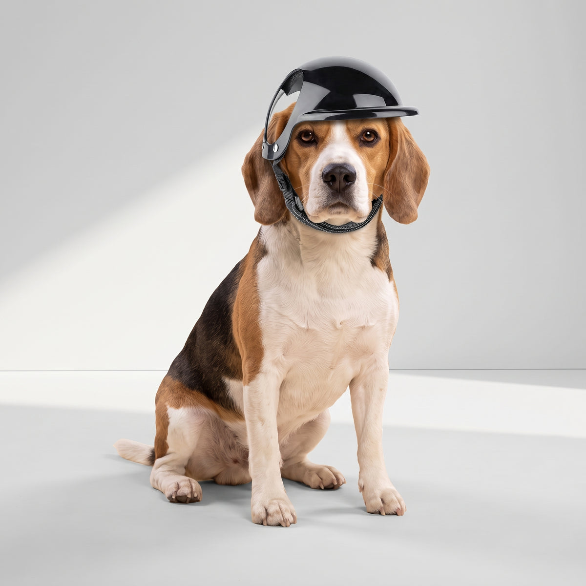 Biker Dog Helmet with a beagle, studio photo