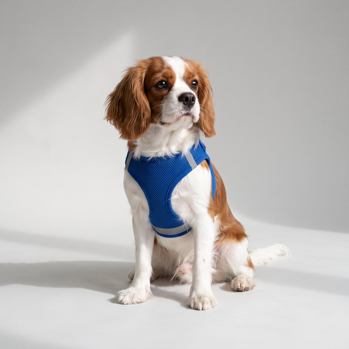 Blue Dog Harness with a Cavalier King Charles, studio photo