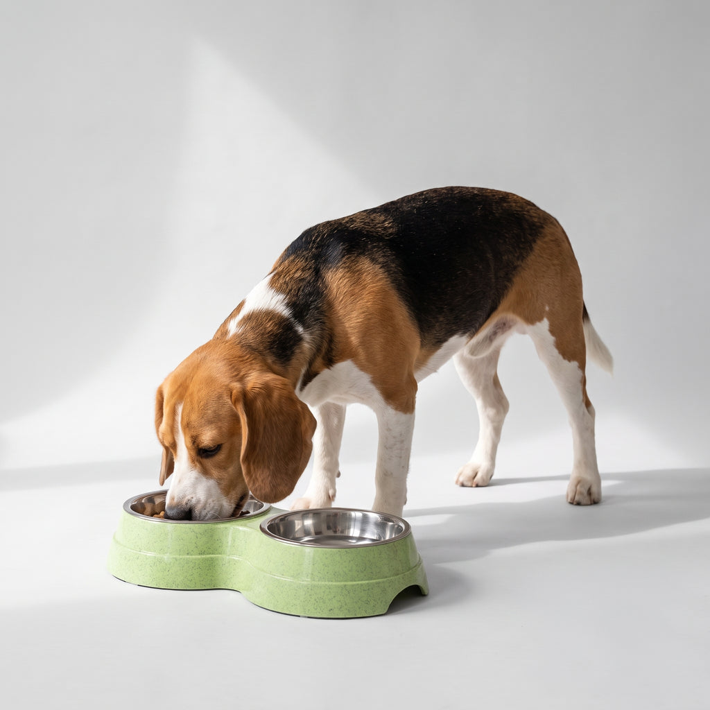 Bowl Dog Food with a beagle, studio photo