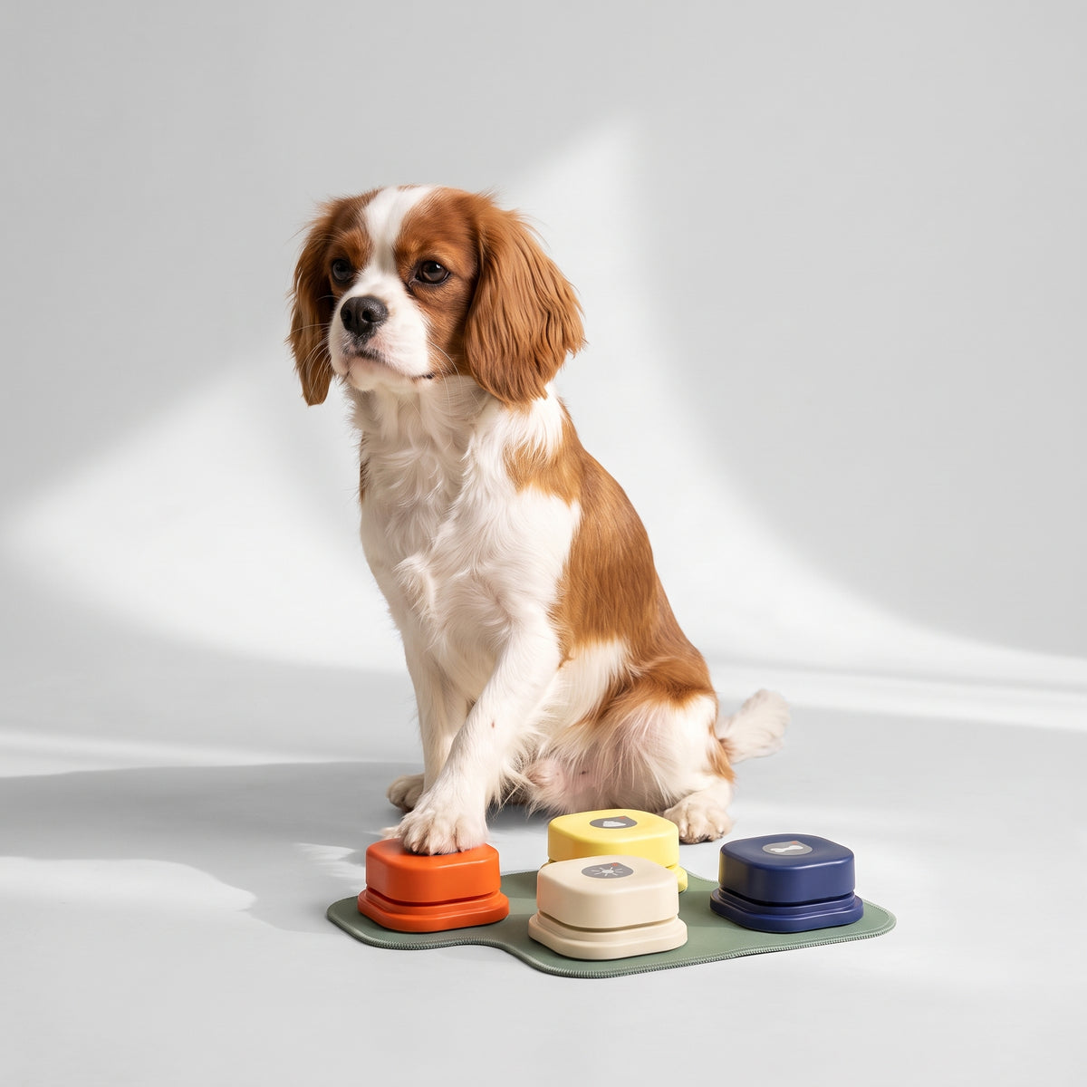 Buttons For Dogs To Talk with a Cavalier King Charles, studio photo