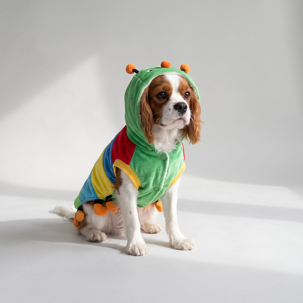 Caterpillar Dog Costume with a Cavalier King Charles, studio photo