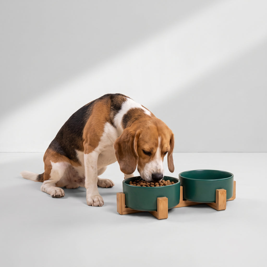 Ceramic Dog Food Bowl with a beagle, studio photo