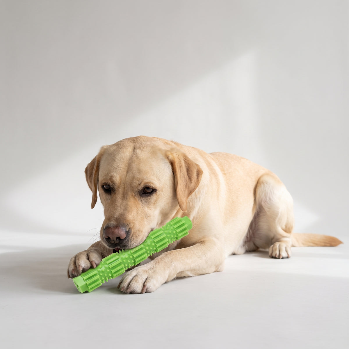 Tough Chew Toy for Dogs, 18 cm Long with a Labrador, studio photo