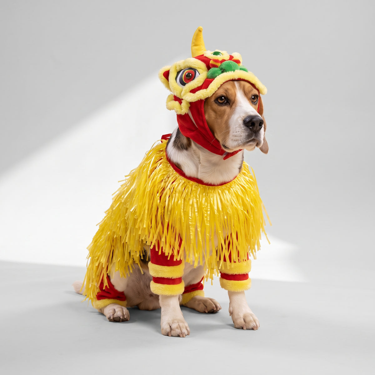 Chinese New Year Dog Costume with a beagle, studio photo