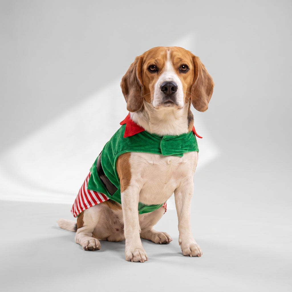 Christmas Dog Elf Costume with a beagle, studio photo