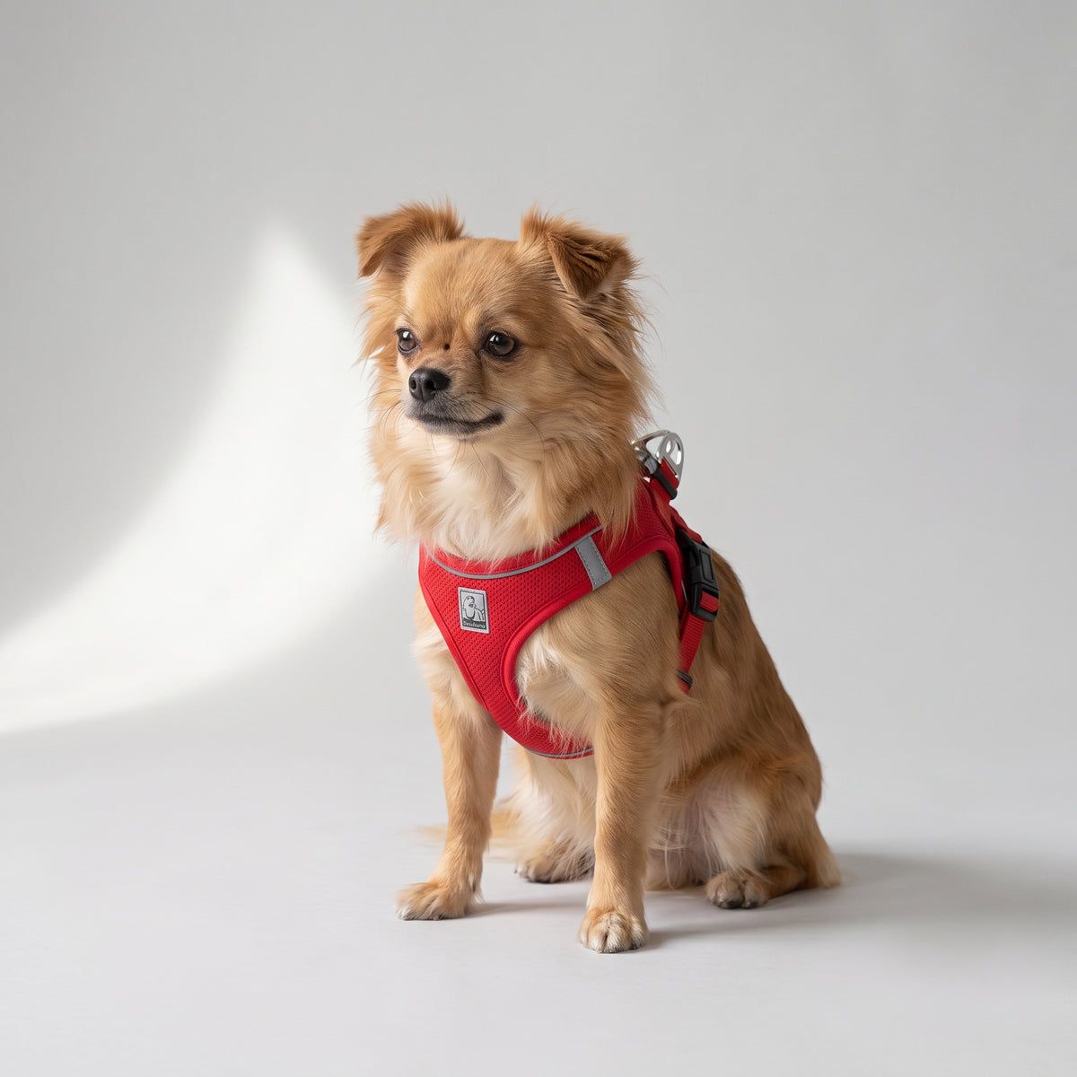 Comfort Dog Harness with a chihuahua, studio photo