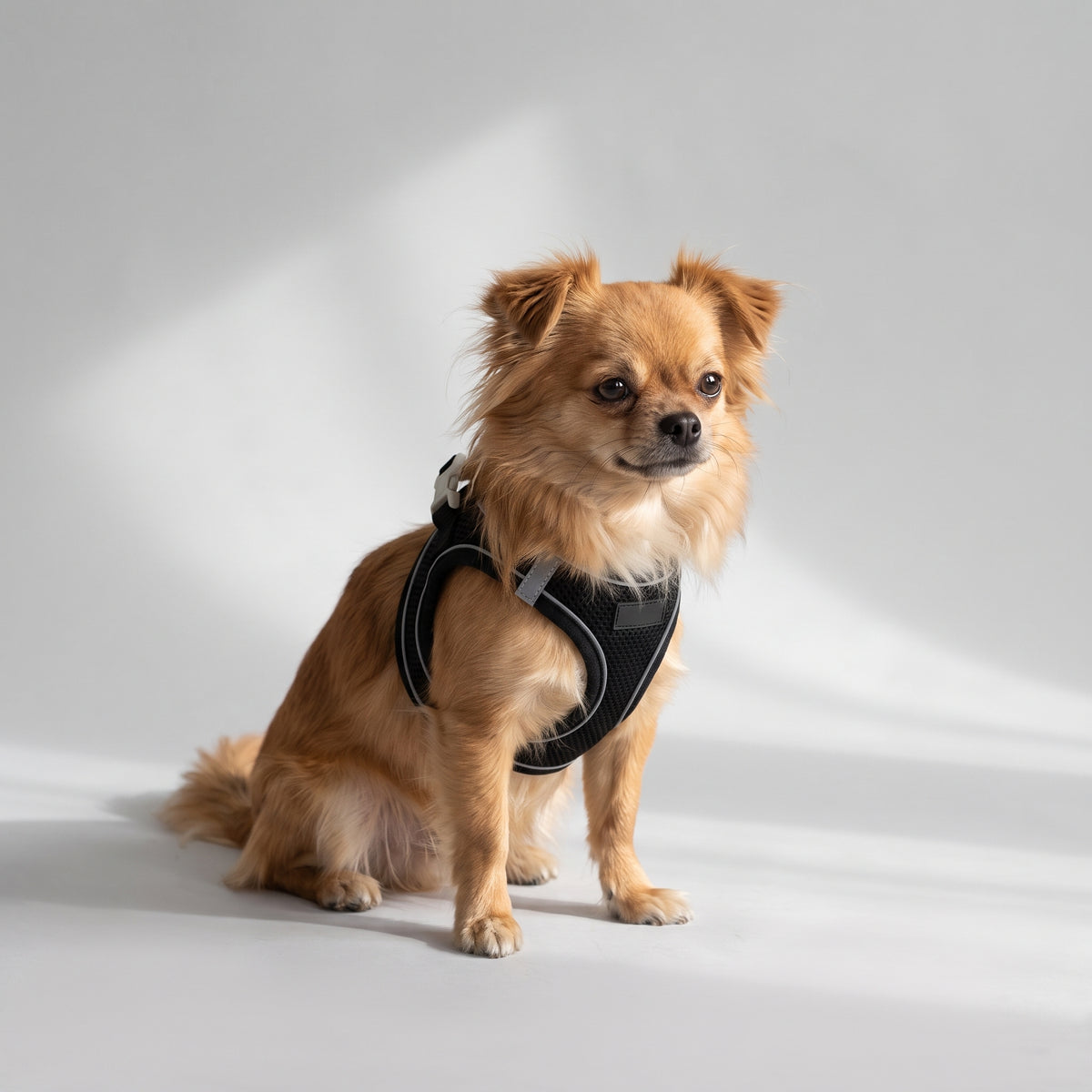 Comfort Harness For Small Dogs with a chihuahua, studio photo