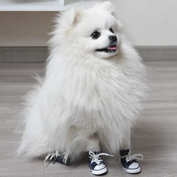 Converse Dog Shoes