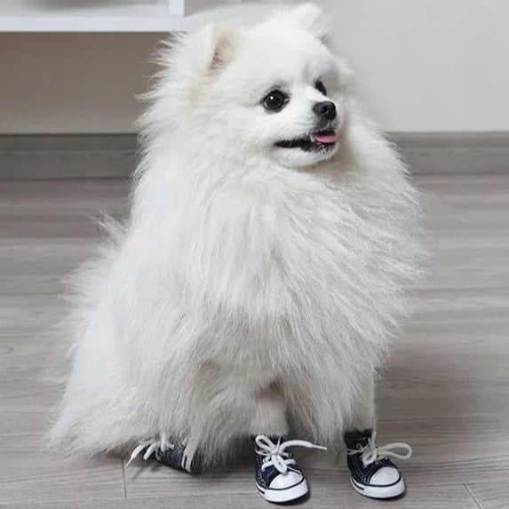 Type: Converse Dog shoes