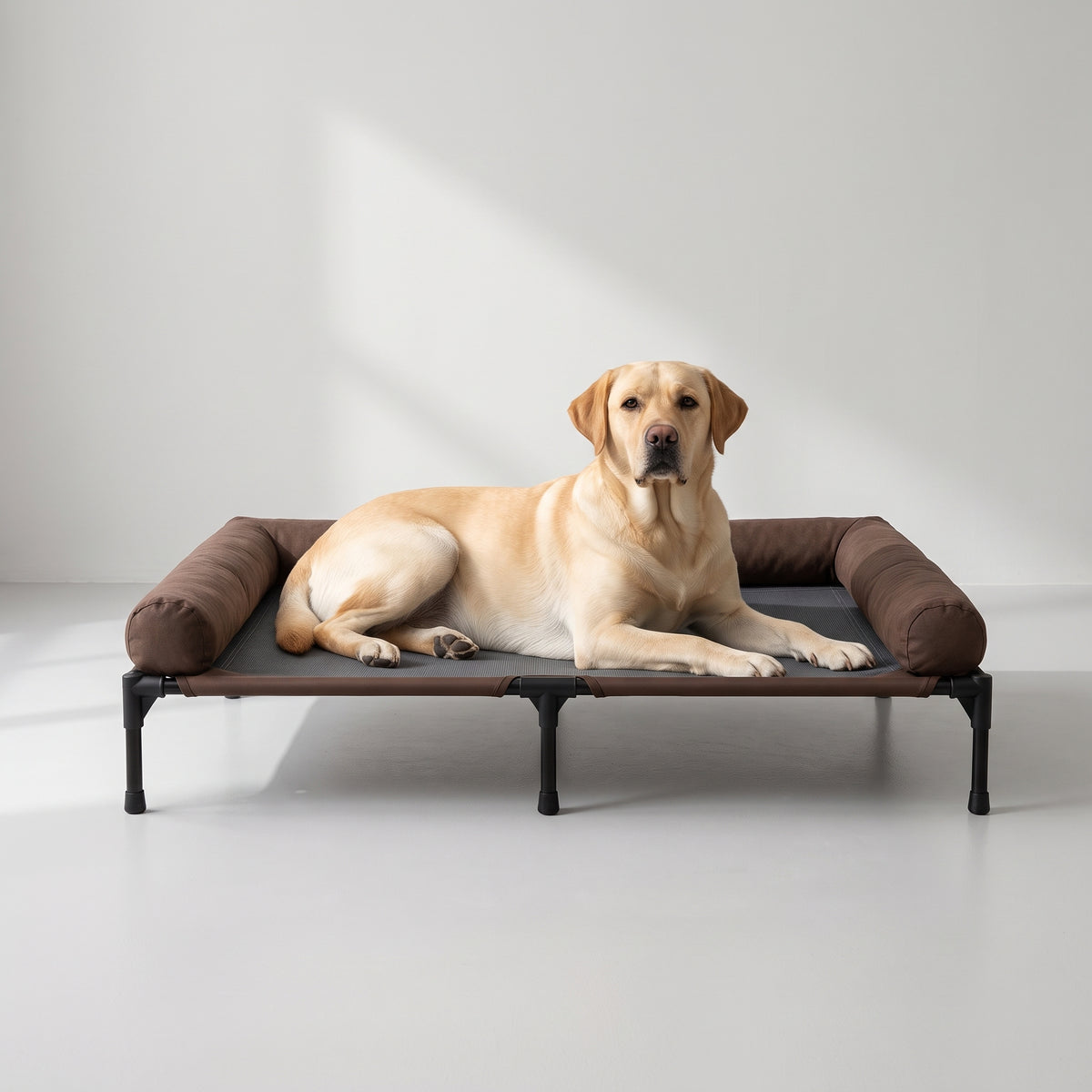 Cooling Elevated Dog Bed with a Labrador, studio photo