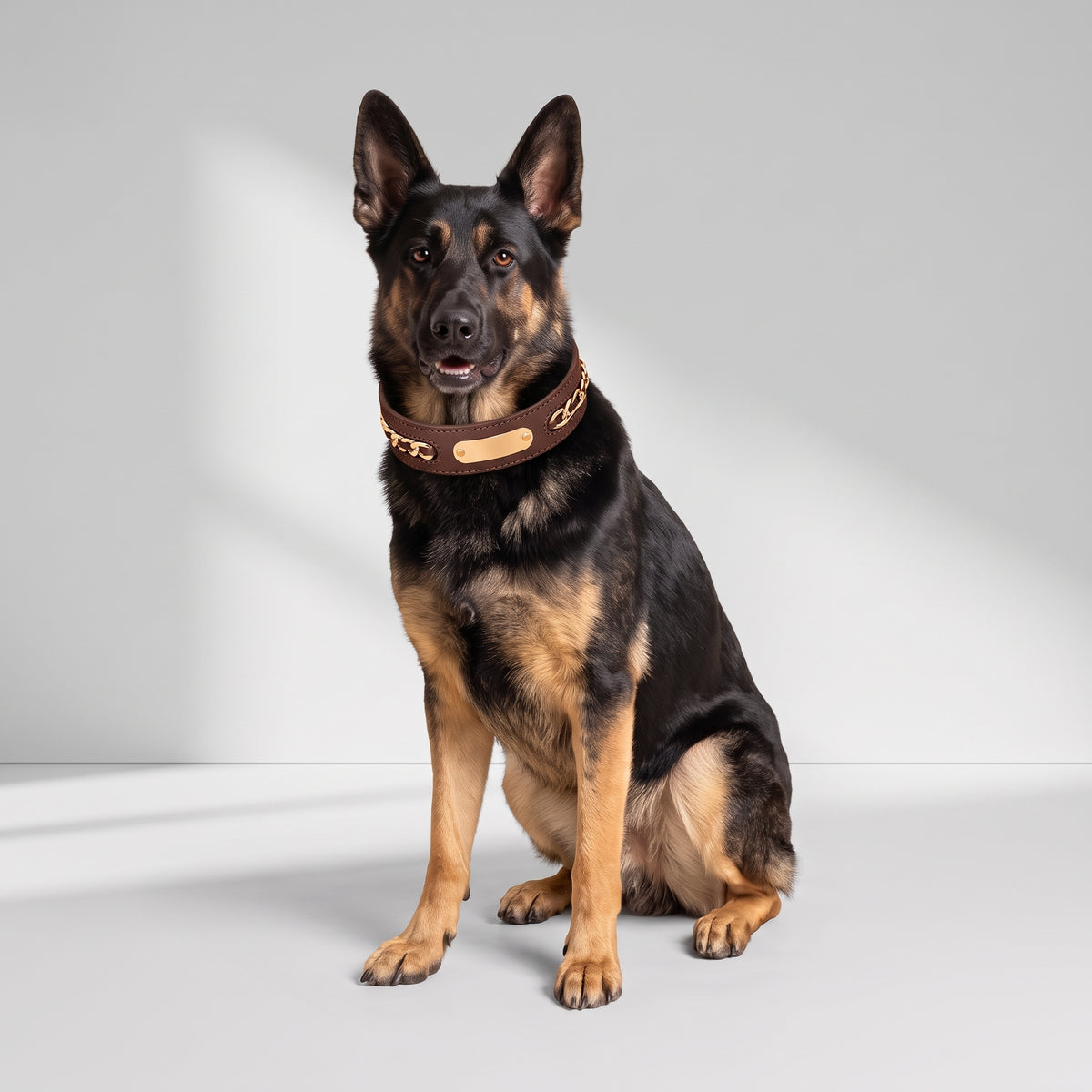 Customized Dog Collar with a German Shepherd, studio photo