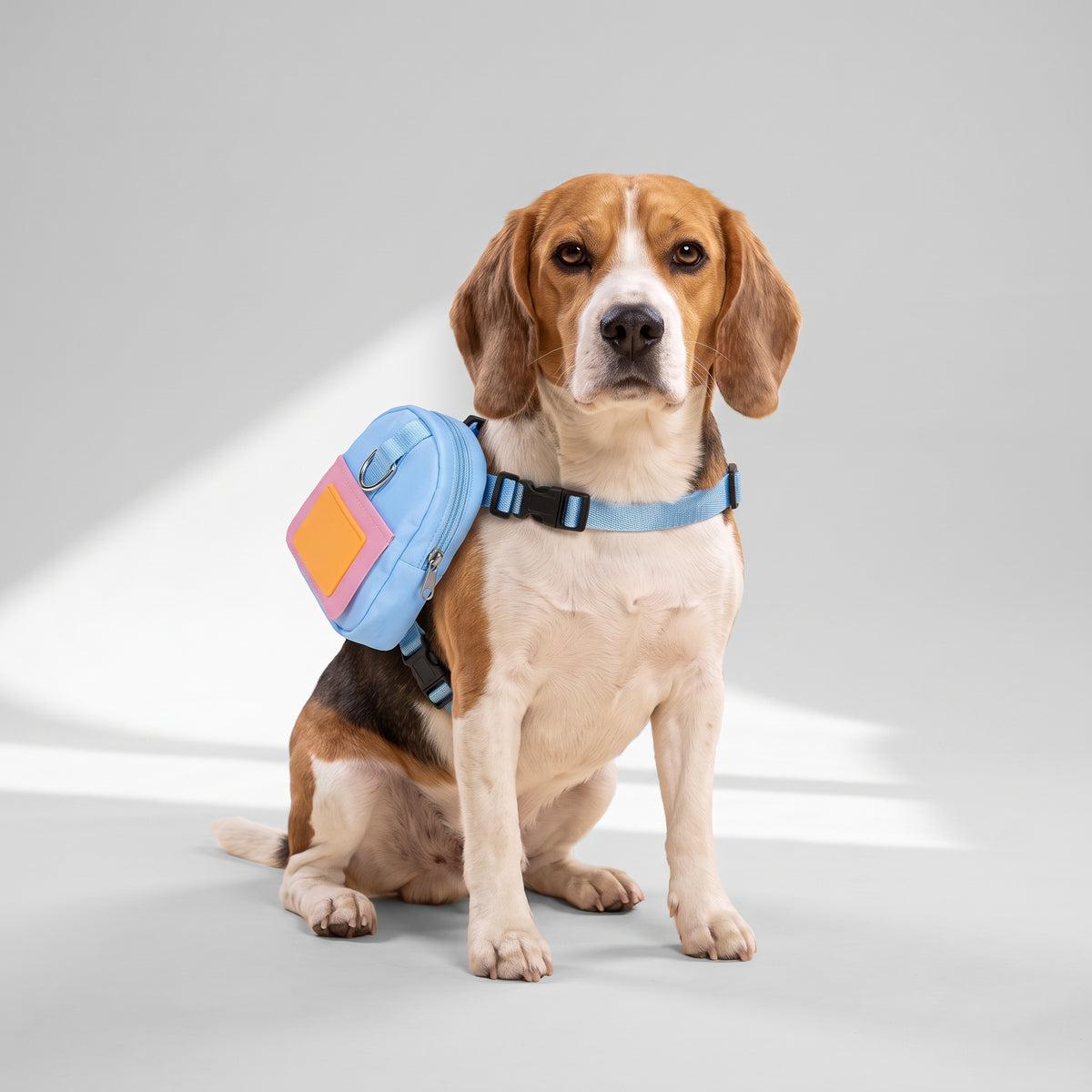 Cute Backpack For Dogs with a beagle, studio photo