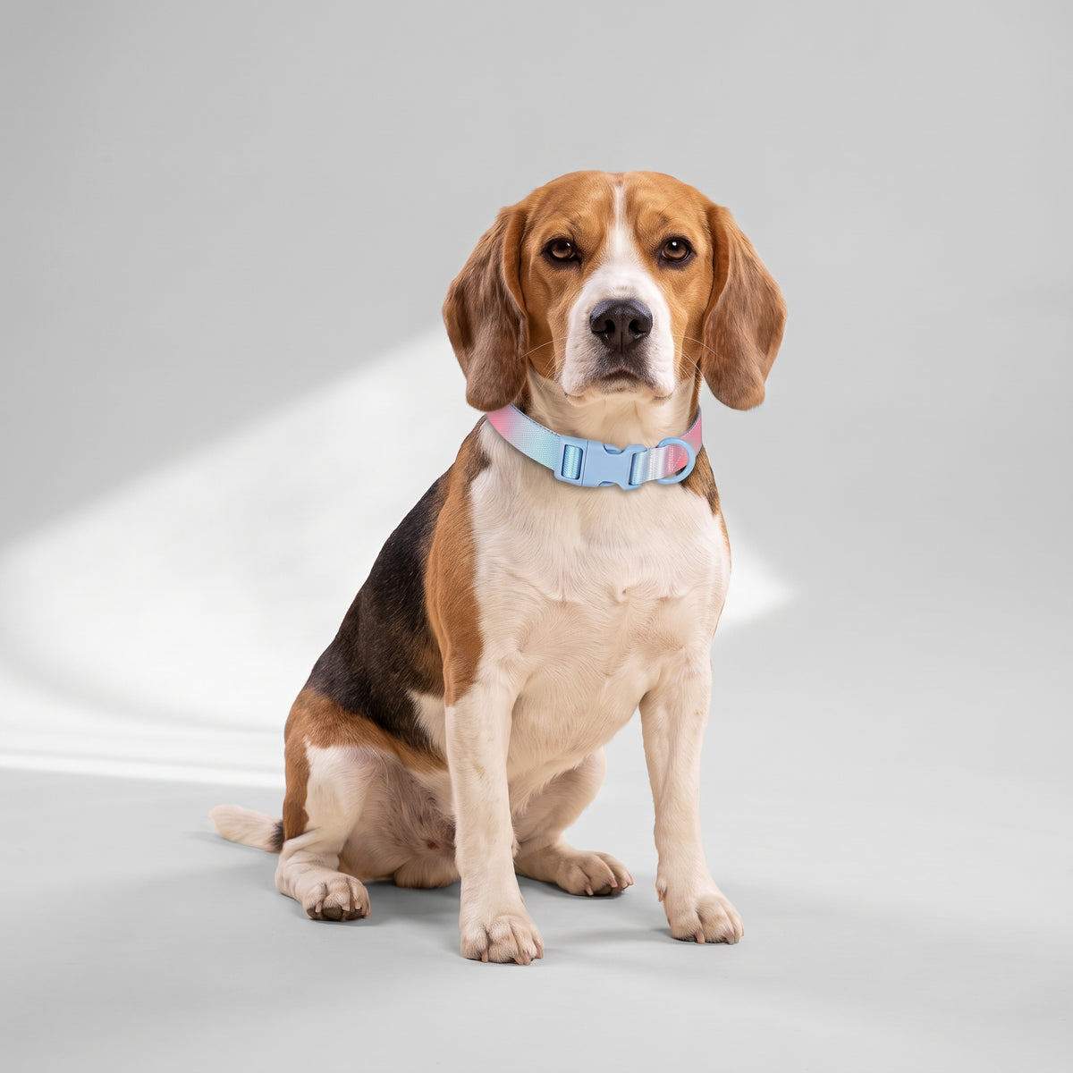 Cute Dog Collar with a beagle, studio photo