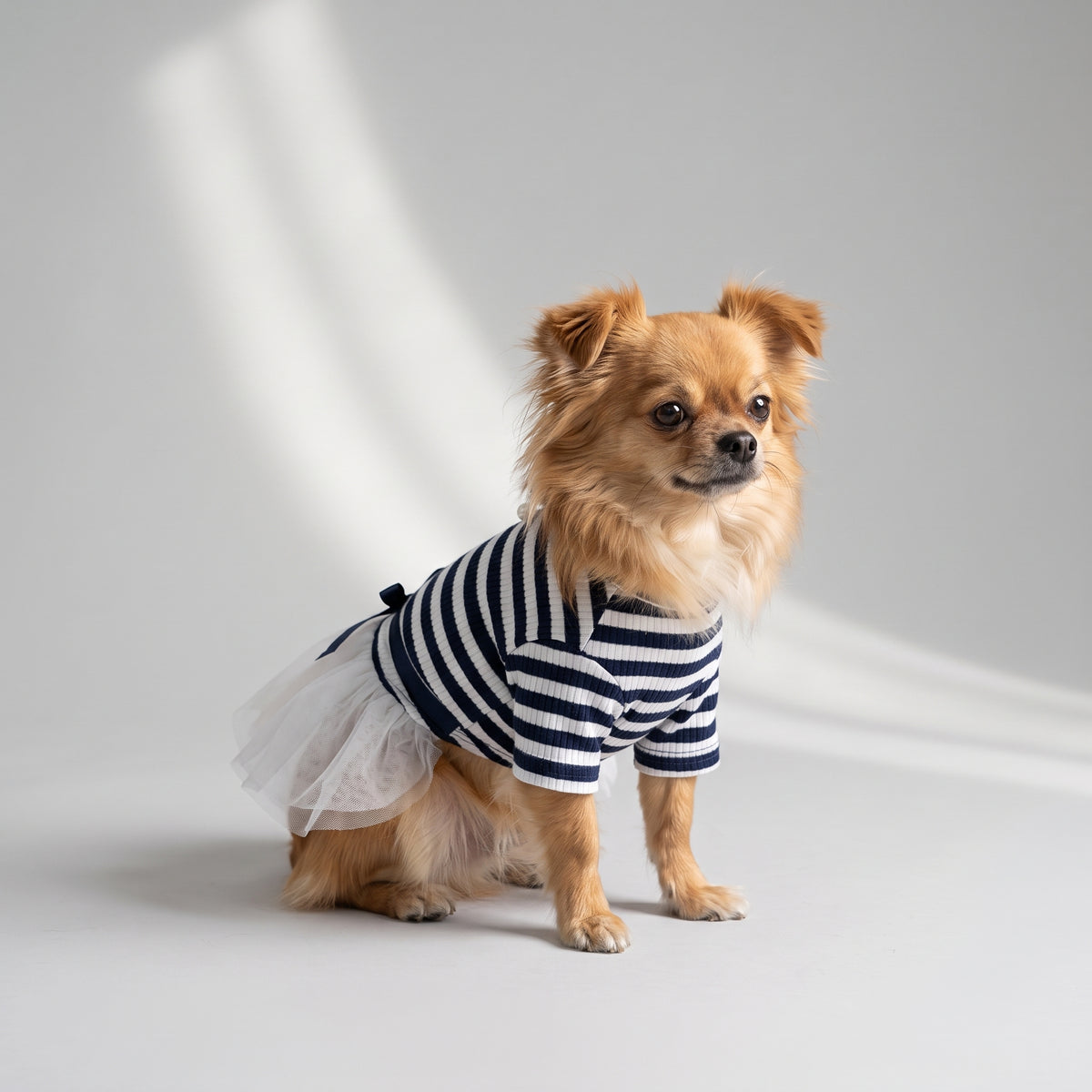 Cute Dog Dresses with a chihuahua, studio photo