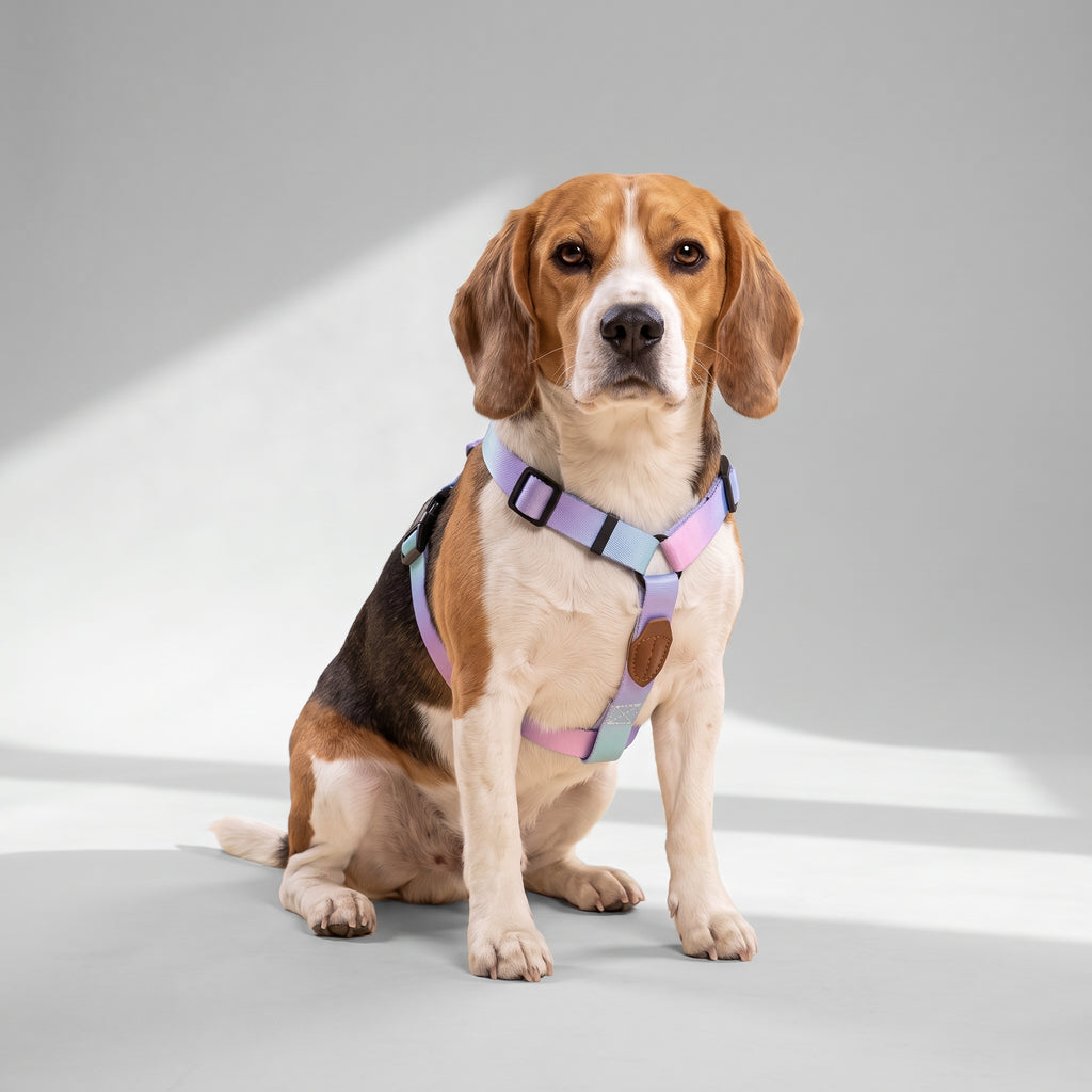 Cute Dog Harness And Leash with a beagle, studio photo