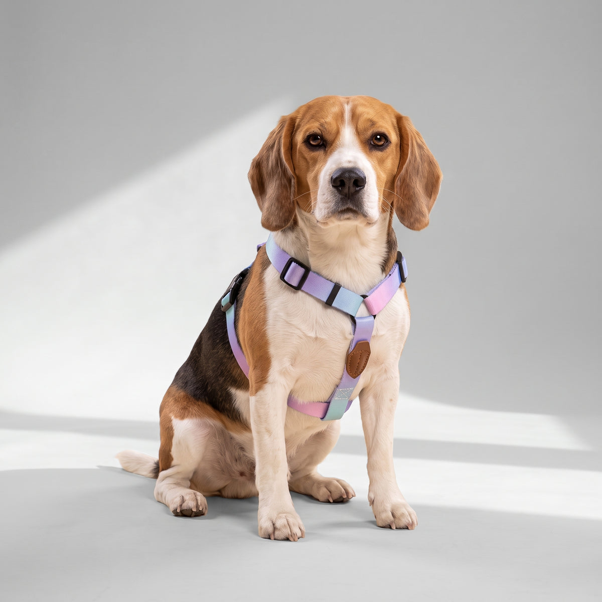 Cute Dog Harness And Leash with a beagle, studio photo