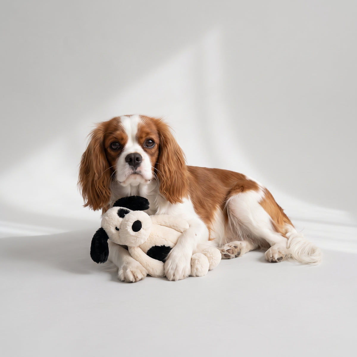 Cute Dog Plush with a Cavalier King Charles, studio photo