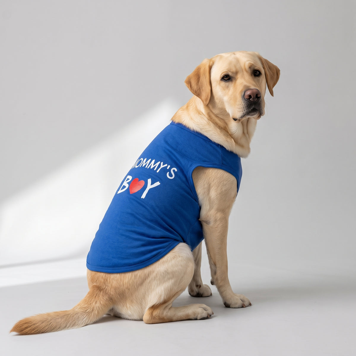 Cute Dog Shirts with a Labrador, studio photo