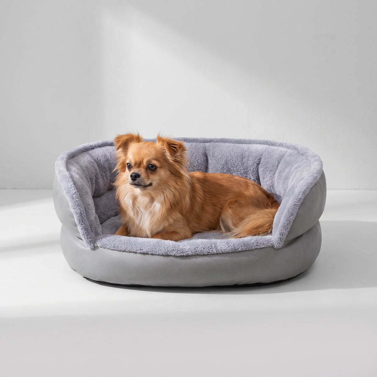 Cute Small Dog Beds with a chihuahua, studio photo