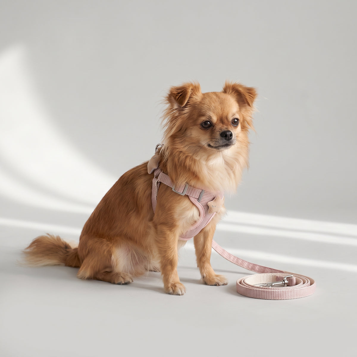 Cute Small Dog Harness with a chihuahua, studio photo