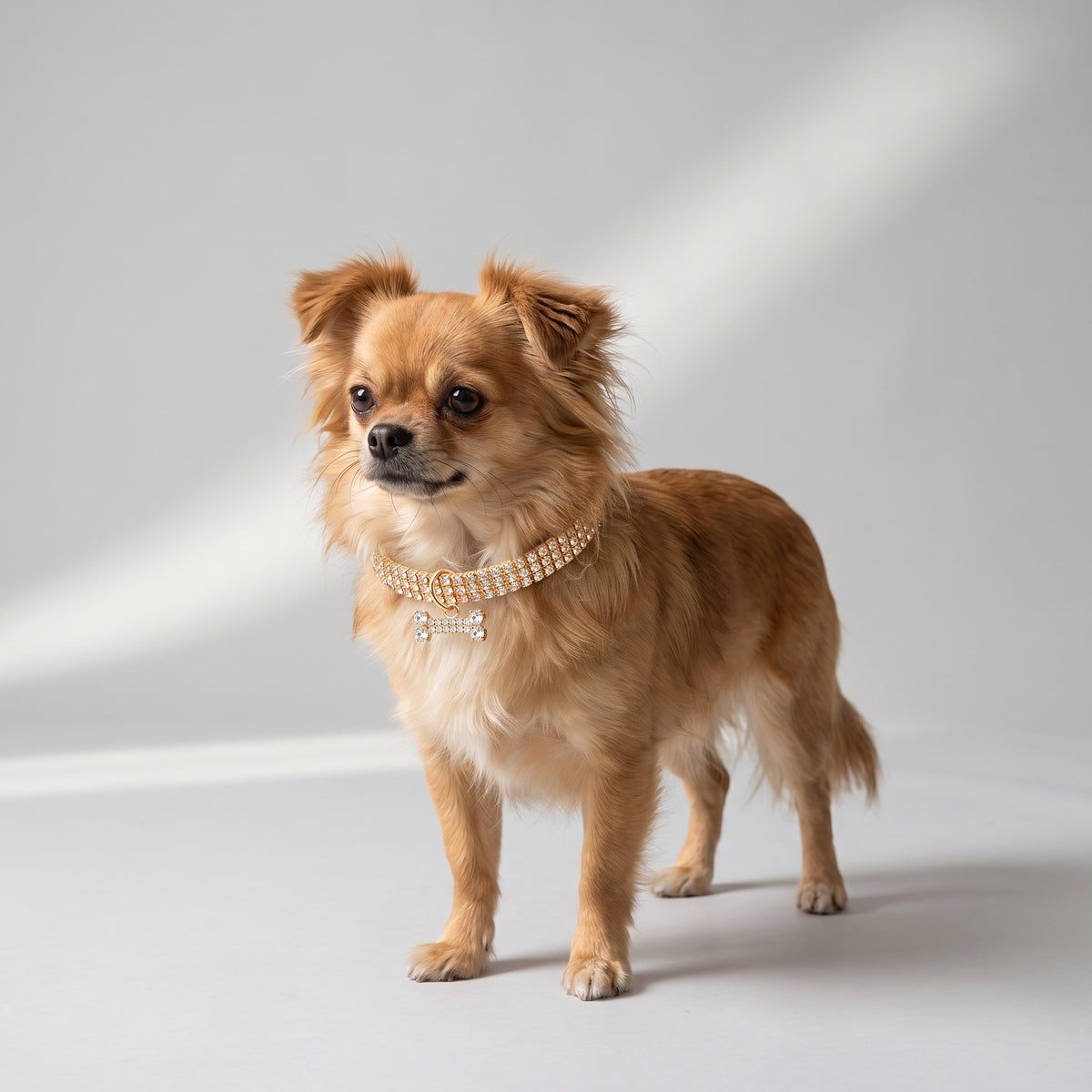 Diamond Dog Collar with a chihuahua, studio photo