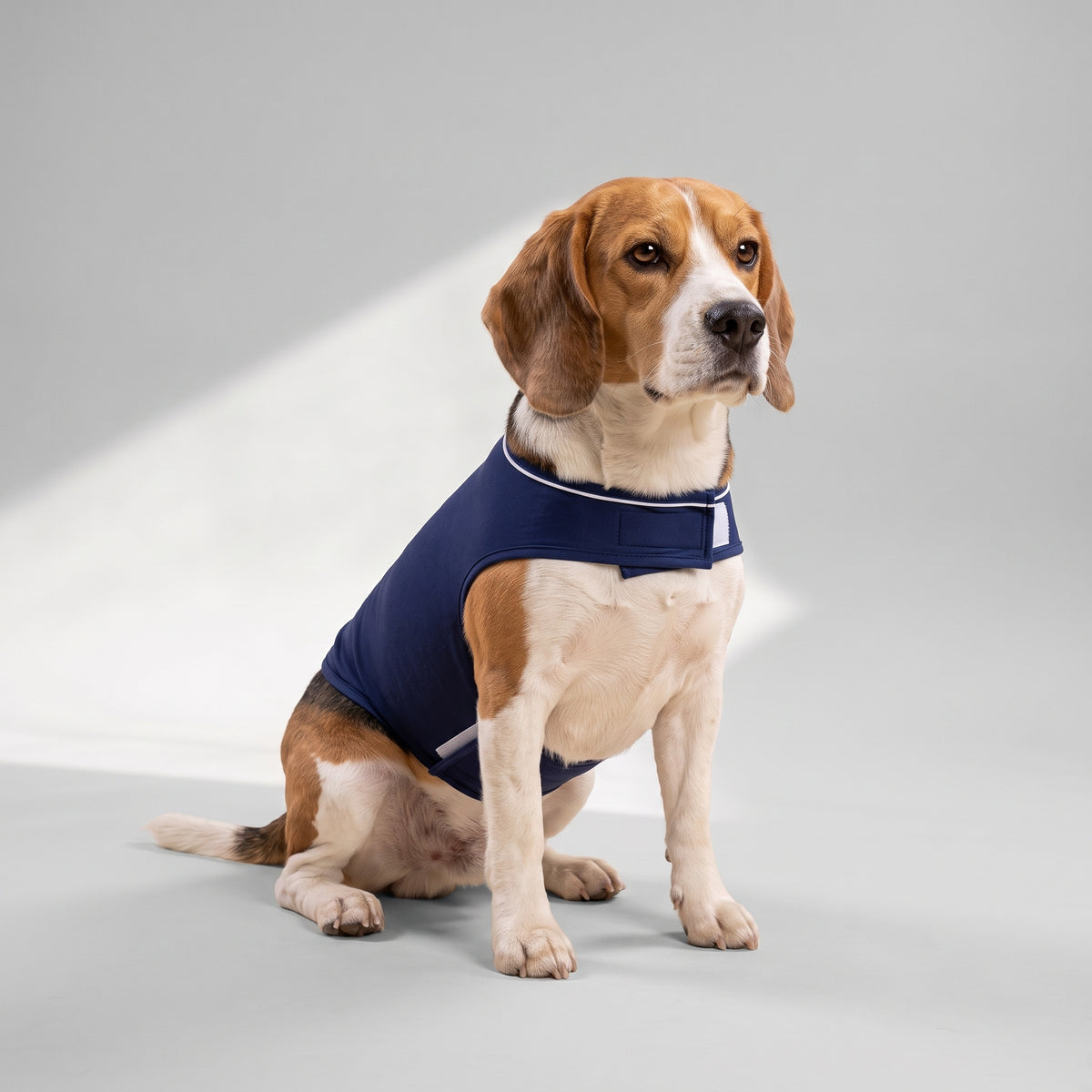 Dog Anxiety Vest with a beagle, studio photo