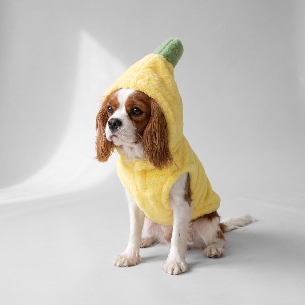Dog Banana Costume with a Cavalier King Charles, studio photo