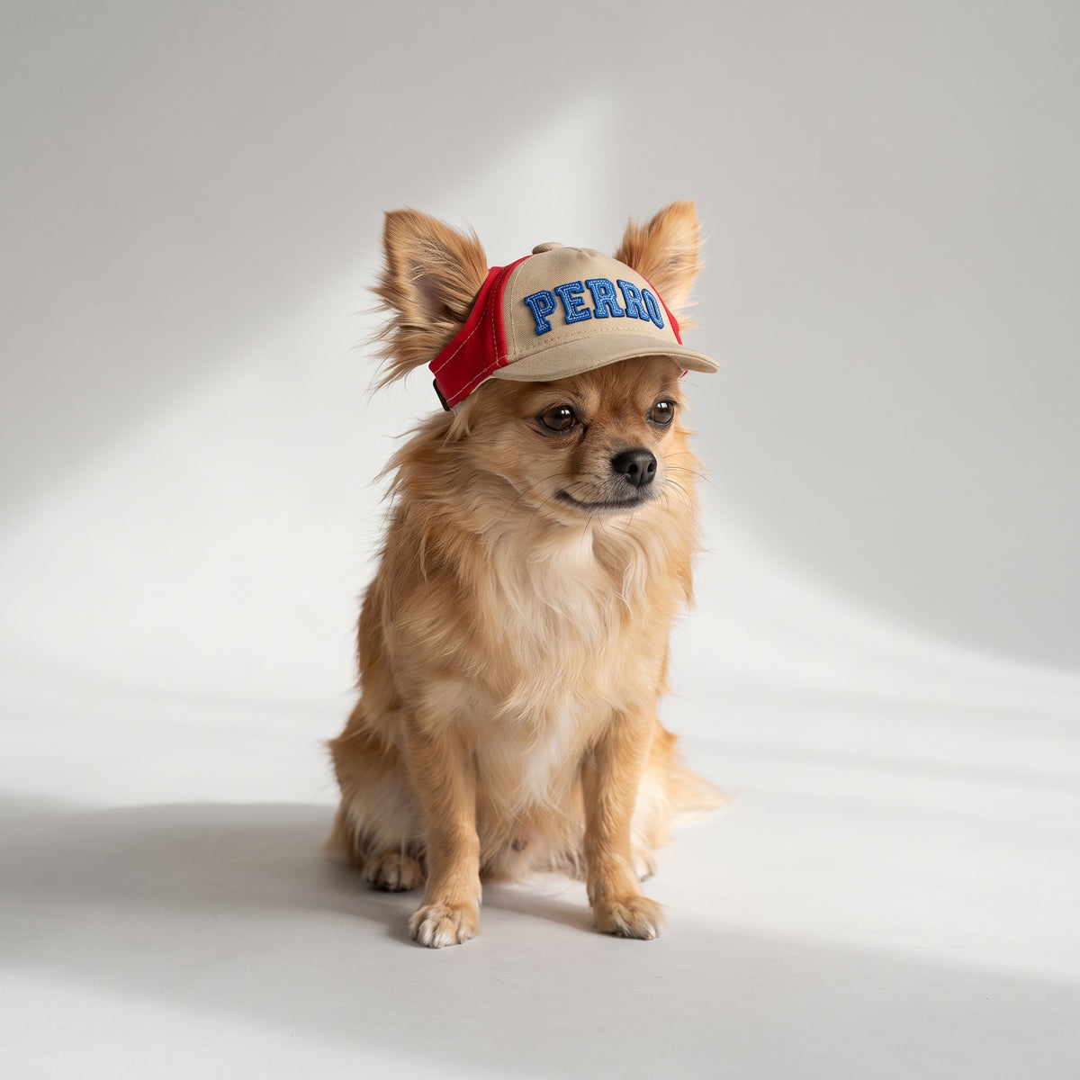 Dog Baseball Hat with a chihuahua, studio photo