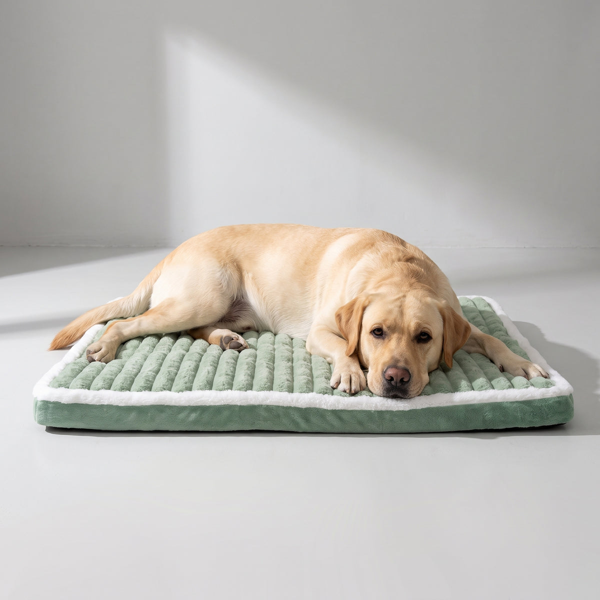 Dog Bed Mat with a Labrador, studio photo
