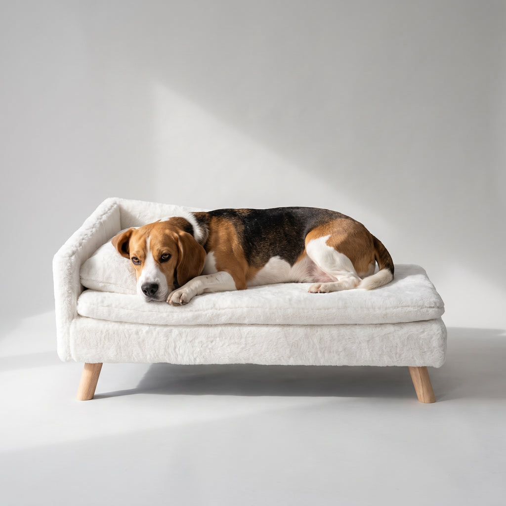 Elevated Dog Bed Sofa, White Couch Style with a beagle, studio photo